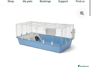 Guinea Pig rodents X2 guinea pigs - Advert 1