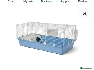 Guinea Pig rodents X2 guinea pigs - Advert 10