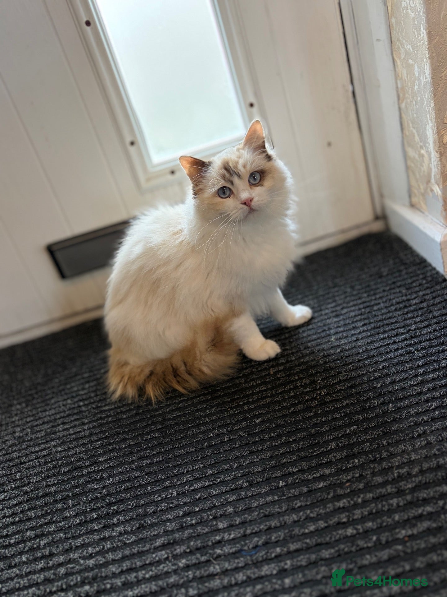 Ragdoll cats for sale: Stunning ragdoll female for sale  - Advert 7