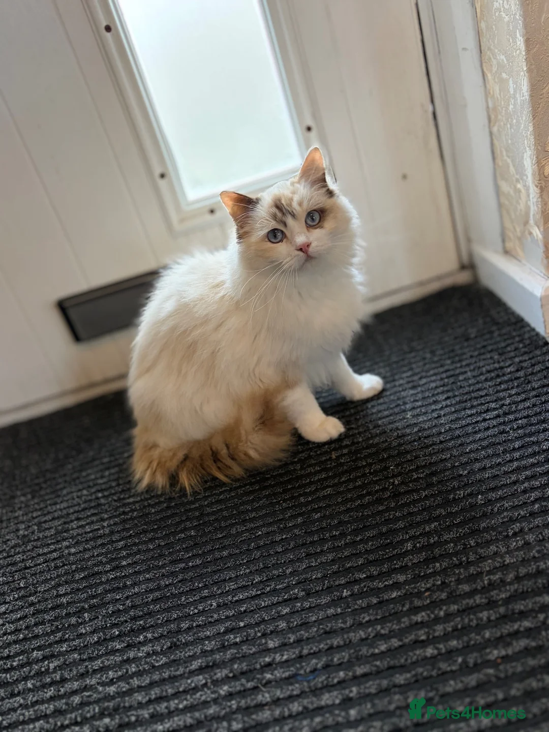 Ragdoll cats for sale: Stunning ragdoll female for sale  - Advert 1