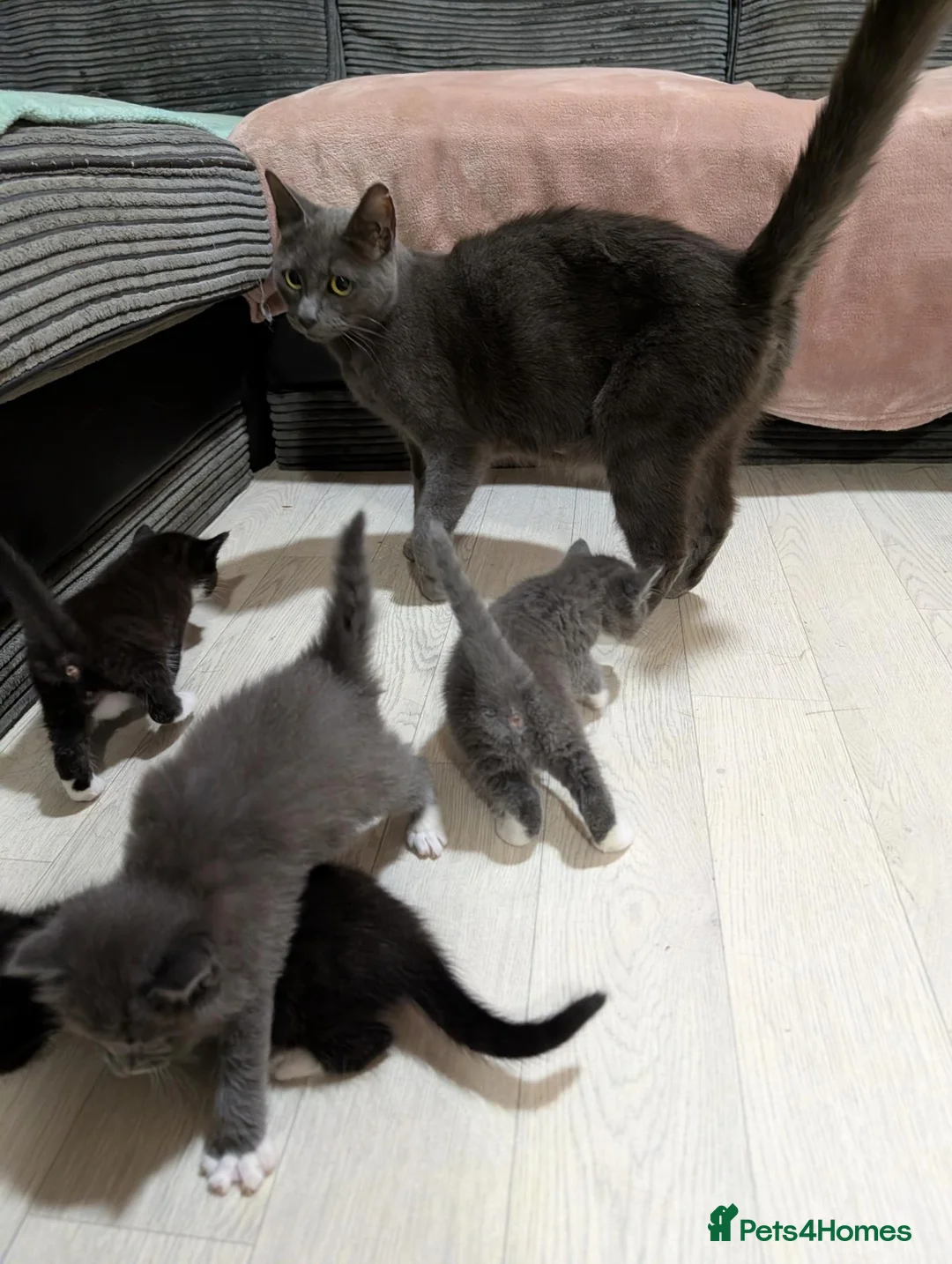Russian Blue cats for sale: Beautiful Russian Blue Cross Kittens - Advert 1