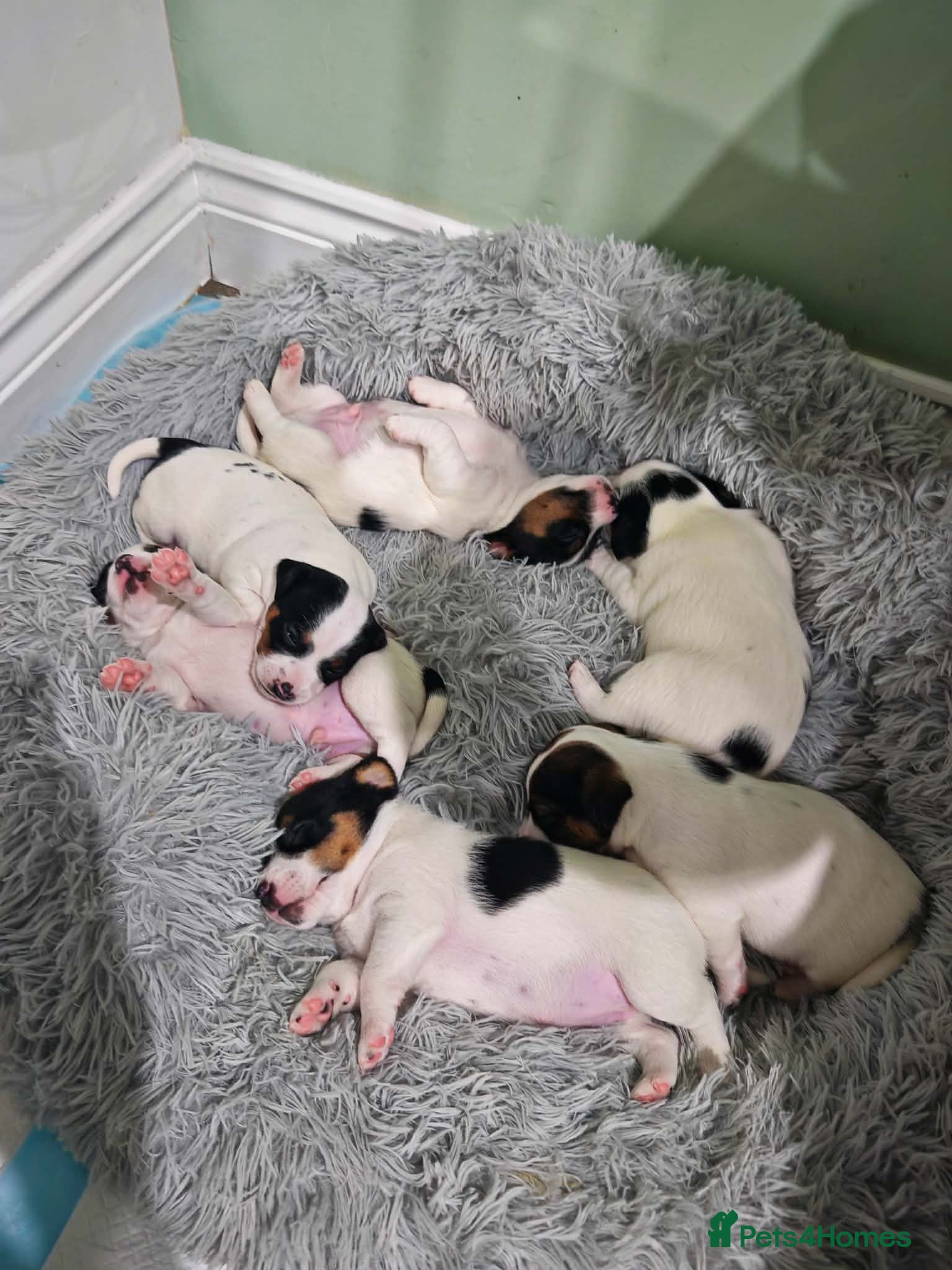 Jack Russell dogs BEAUTIFUL JACK RUSSELL PUPPIES AVAILABLE - Advert 1