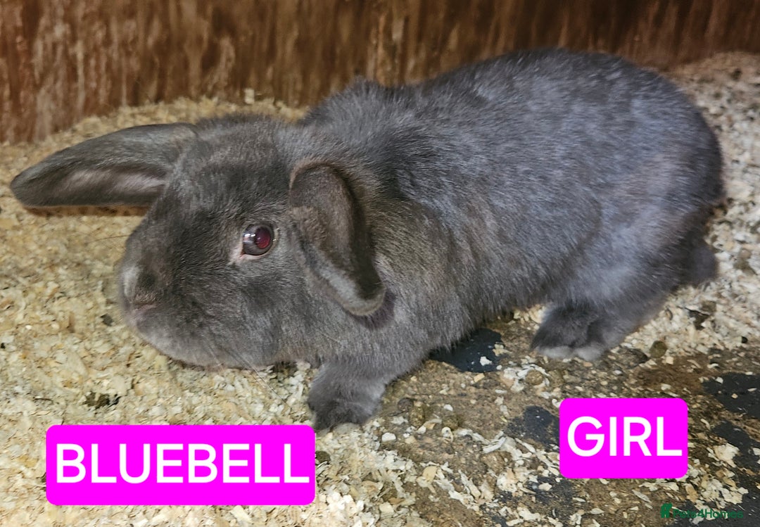 Mini Lop rabbits for sale: Various mini lops and ages rescues   - Image 1