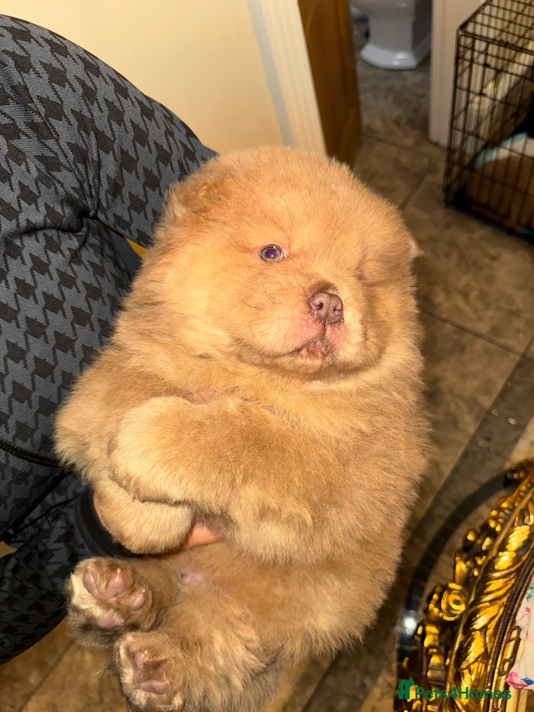 Chow Chow dogs for sale: 3 beautys left ⭐️  - Advert 17