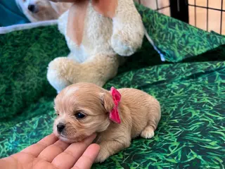 Maltipoo dogs Asian Maltipo Puppies XS Teddy Bear Faces Expected - Advert 9