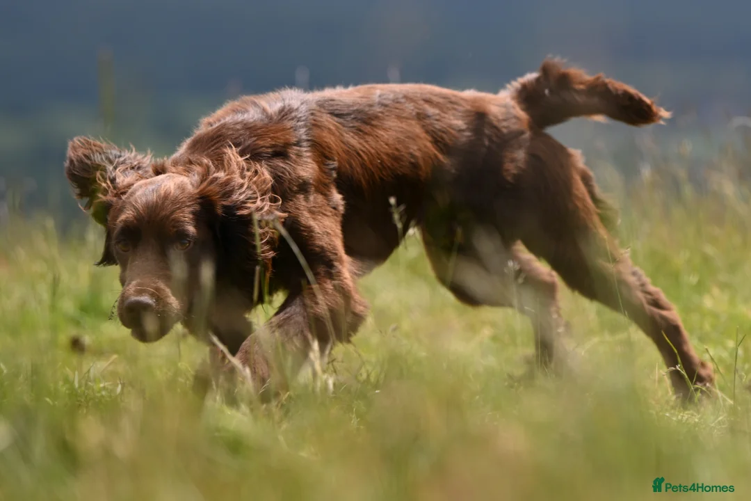 Cocker Spaniel dogs for stud: OFTW Breckmarsh Faron Cocker Spaniel Stud - Choc - Advert 3