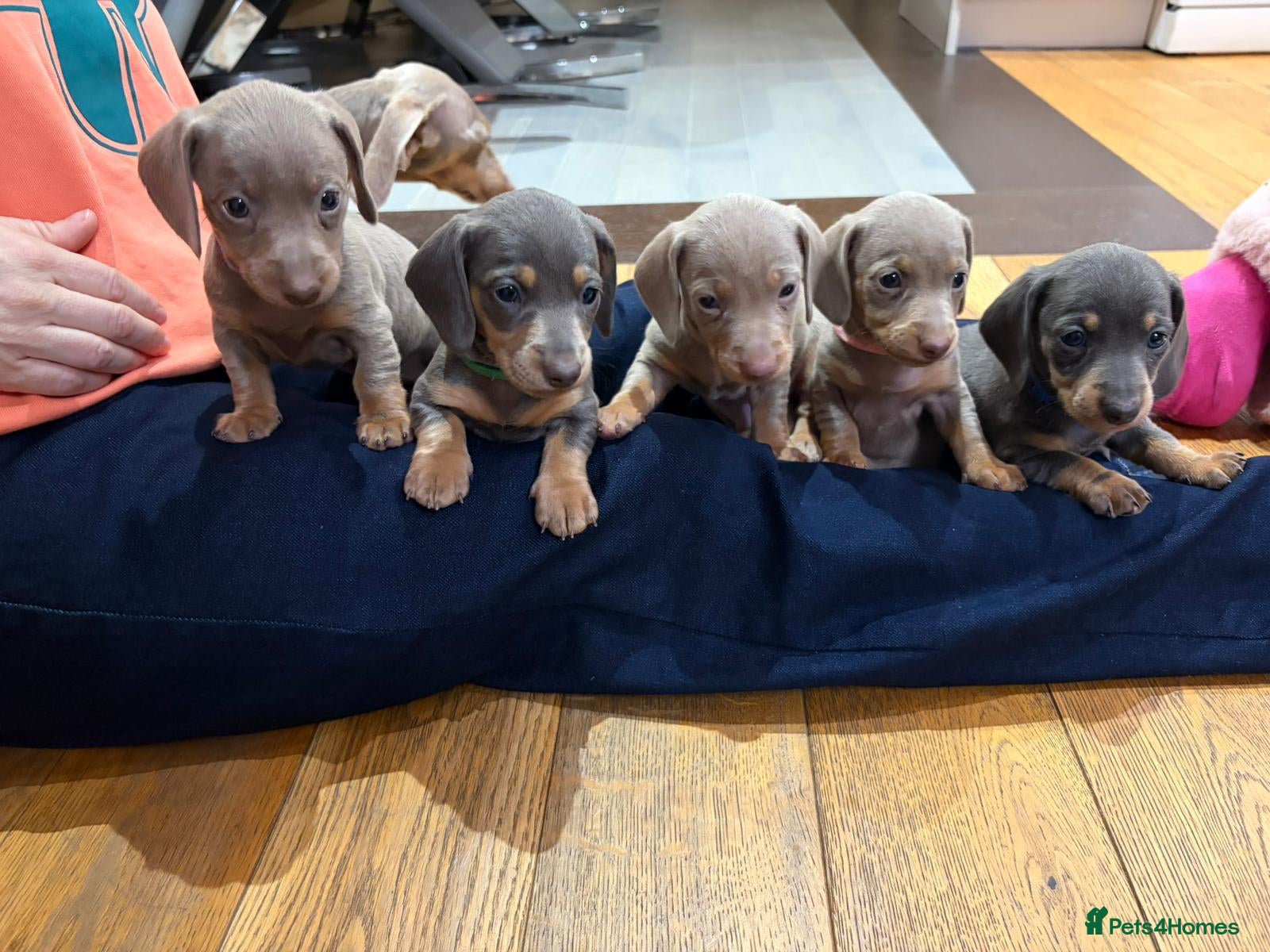 Miniature Dachshund dogs KC registered miniature dachshund pups smooth coat - Advert 4