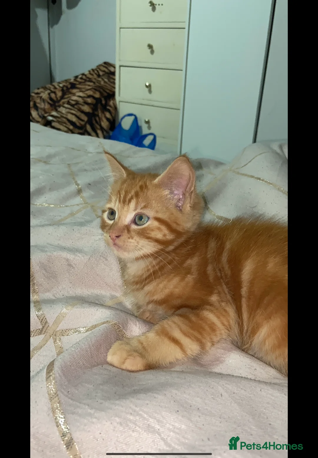 Mixed Breed cats for sale: Beautiful kitten  - Advert 5