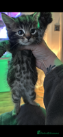 Mixed Breed cats Tabbie cross bengal - Advert 1