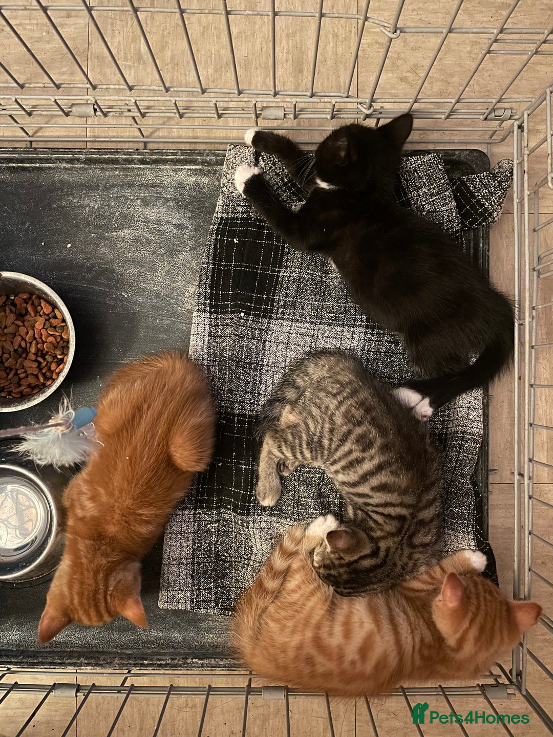 Mixed Breed cats for sale: Beautiful kitties looking for their forever homes. - Image 10