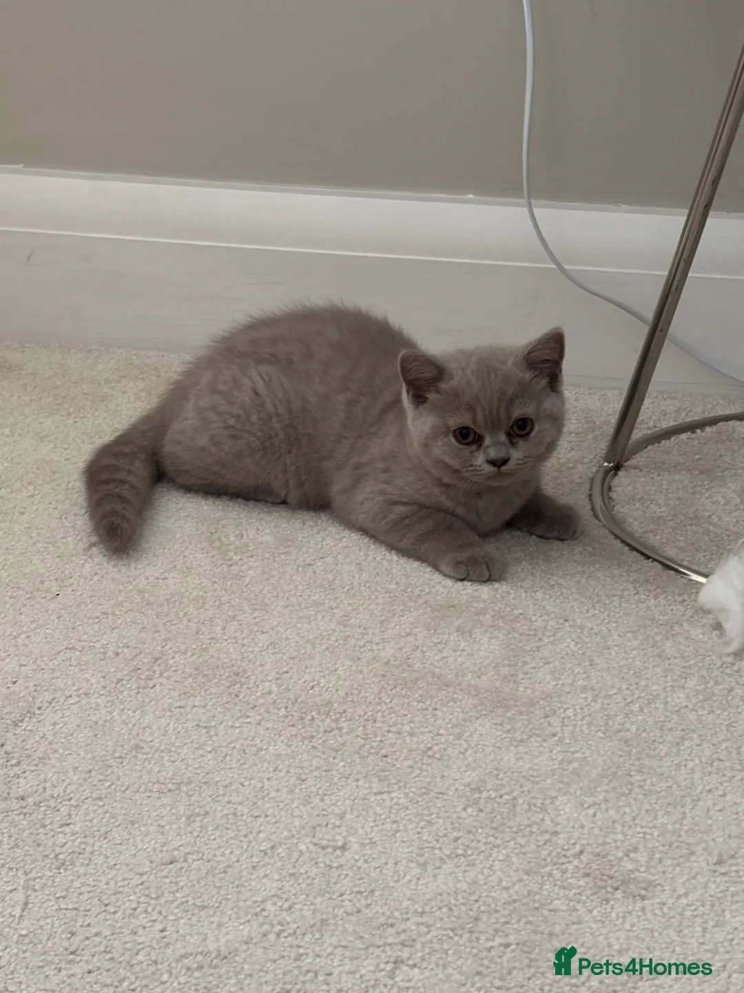 British Shorthair cats for sale: British Shorthair Kittens - Advert 6