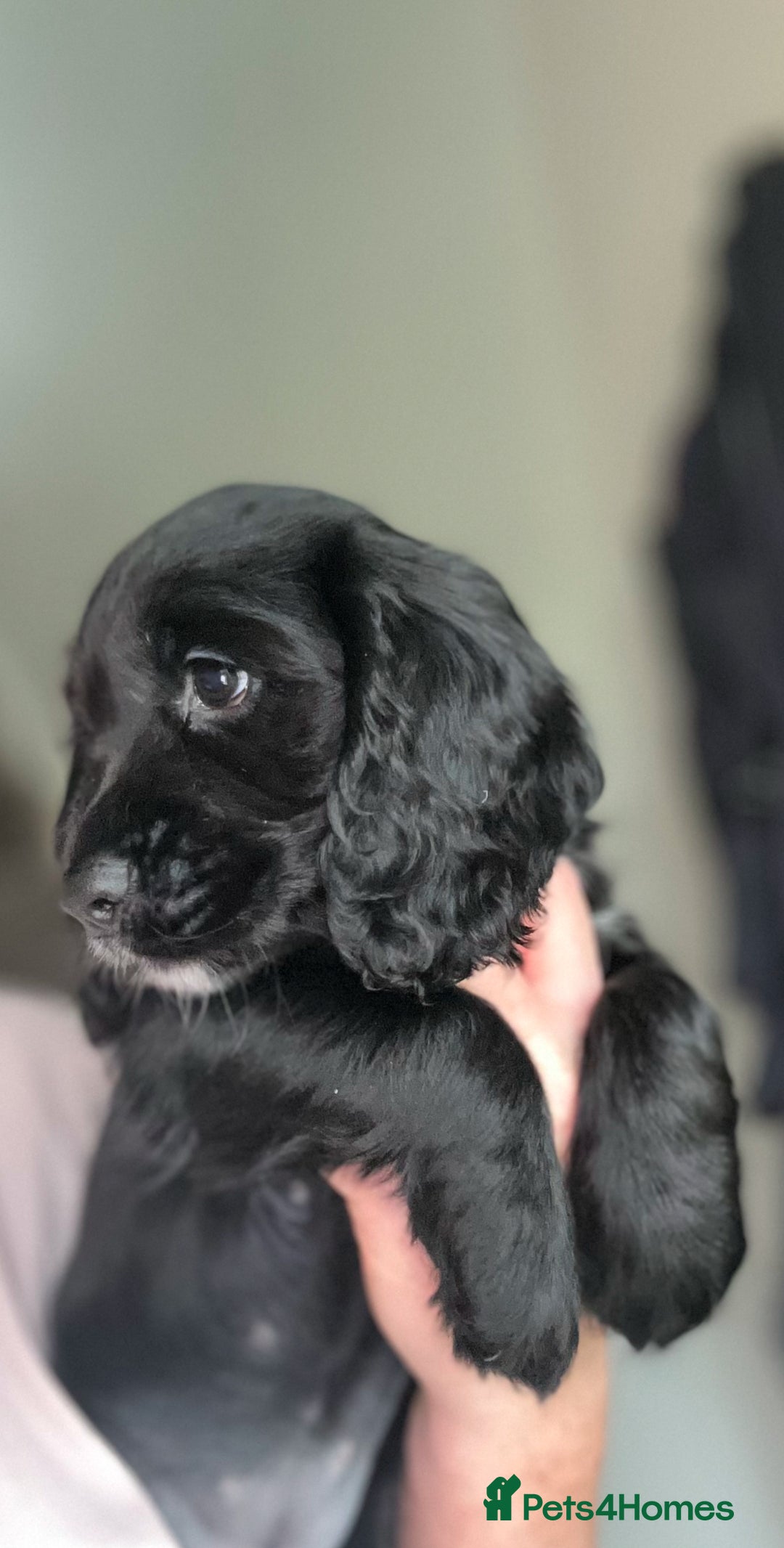 Cocker Spaniel dogs for sale: Five star rating Cocker spaniel puppies ⭐️⭐️⭐️⭐️⭐️ - Image 15