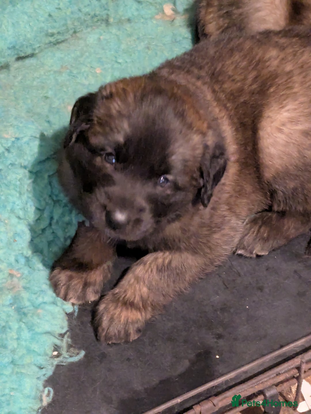 Leonberger dogs for sale: Leonberger boys available  - Advert 8