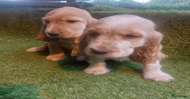 Cocker Spaniel dogs - Advert 13