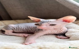 Sphynx cats for sale: Donskoy Sphynx Kittens - Image 33