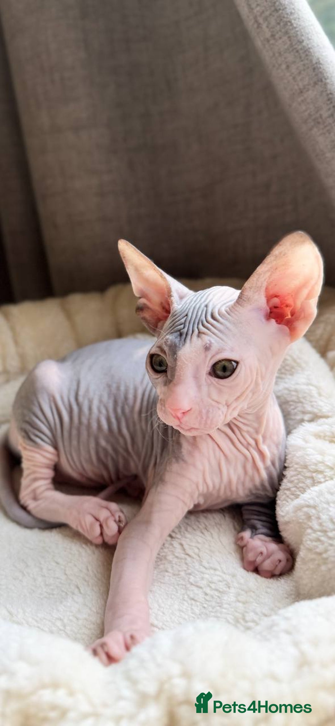 Sphynx cats for sale: Donskoy Sphynx Kittens - Image 33