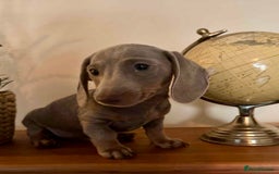 Miniature Dachshund dogs for sale: Ready now - Miniature Dachshunds Puppies - Image 7