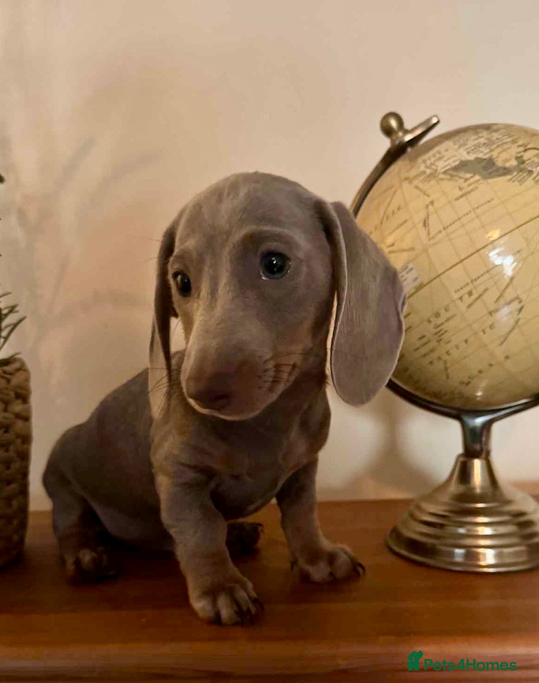 Miniature Dachshund dogs for sale: Ready now - Miniature Dachshunds Puppies - Image 7