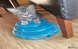British Shorthair cats for sale: Pedigree British Shorthair kittens - Image 10