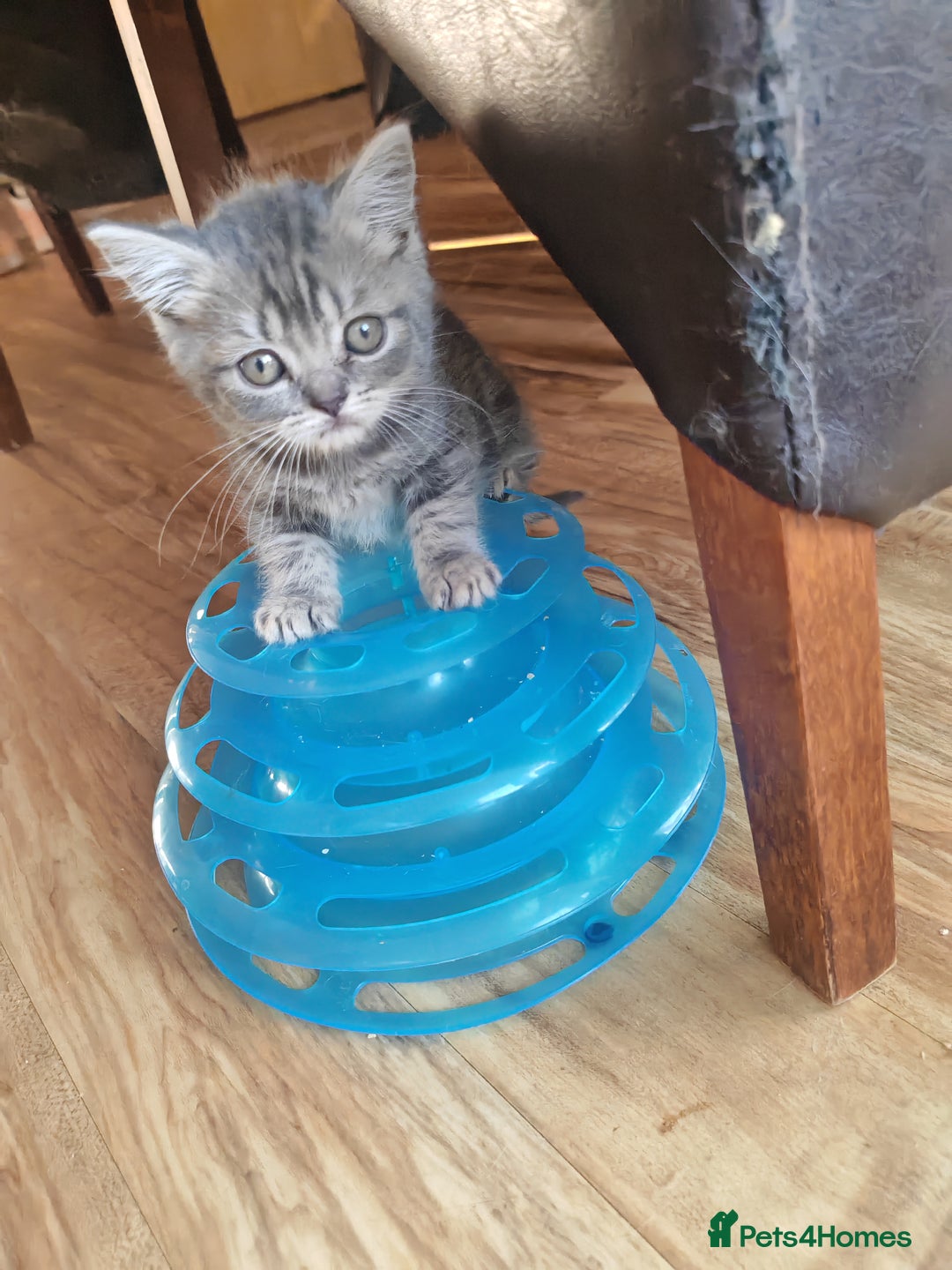 British Shorthair cats for sale: Pedigree British Shorthair kittens - Image 10
