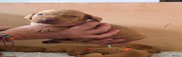 Hungarian Vizsla dogs for sale: KC registered Hungarian Vizsla puppies - Advert 12