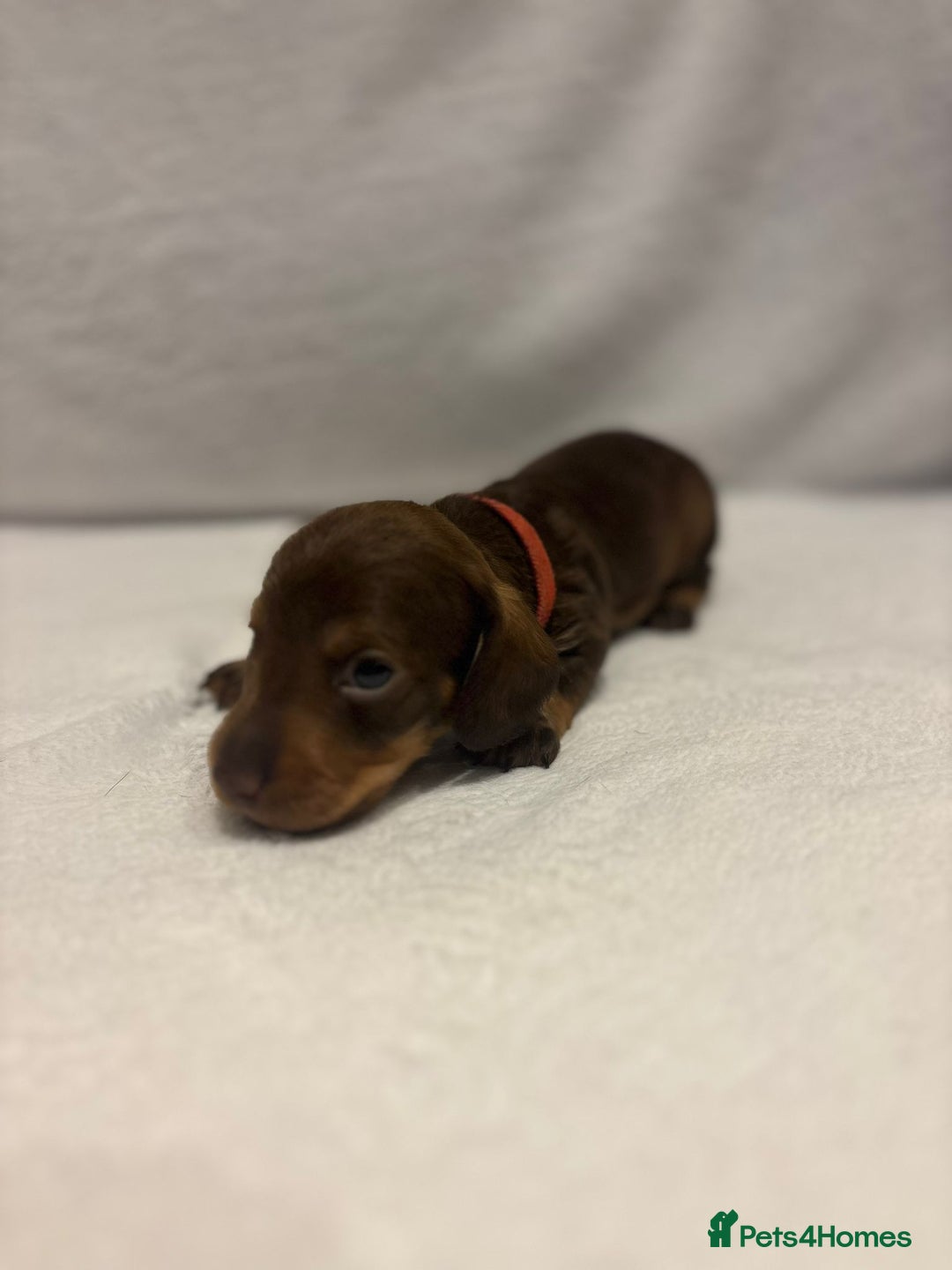 Dachshund dogs for sale: Dachshund puppies  - Image 22