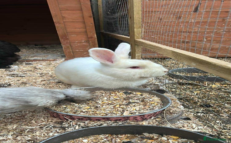 Mixed Breed rabbits - Advert 12