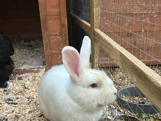 Mixed Breed rabbits - Advert 13