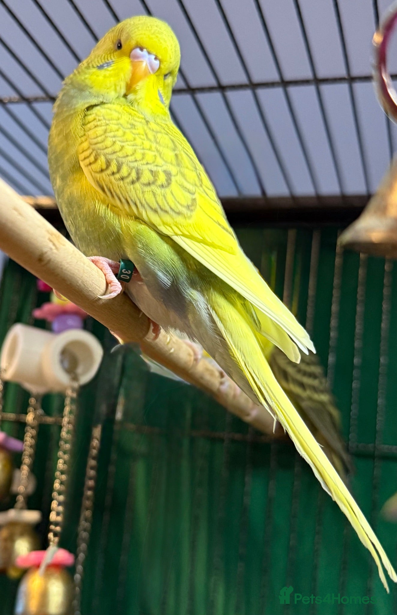 Budgerigars birds Pair 9 week old baby budgies available in Runcorn - Advert 1