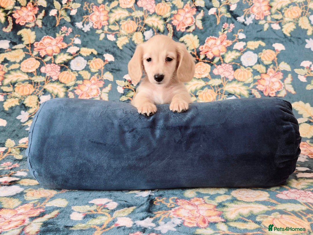Miniature Dachshund dogs for sale: Rare Cream Gorgeous Dachshund Puppies  - Image 9