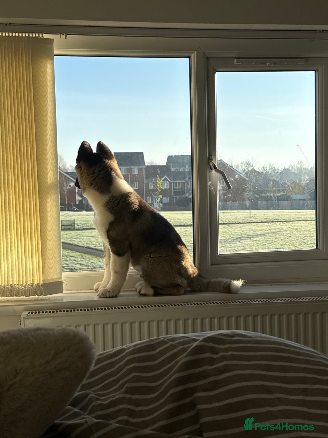 Akita dogs for sale: American akita puppy  - Advert 2