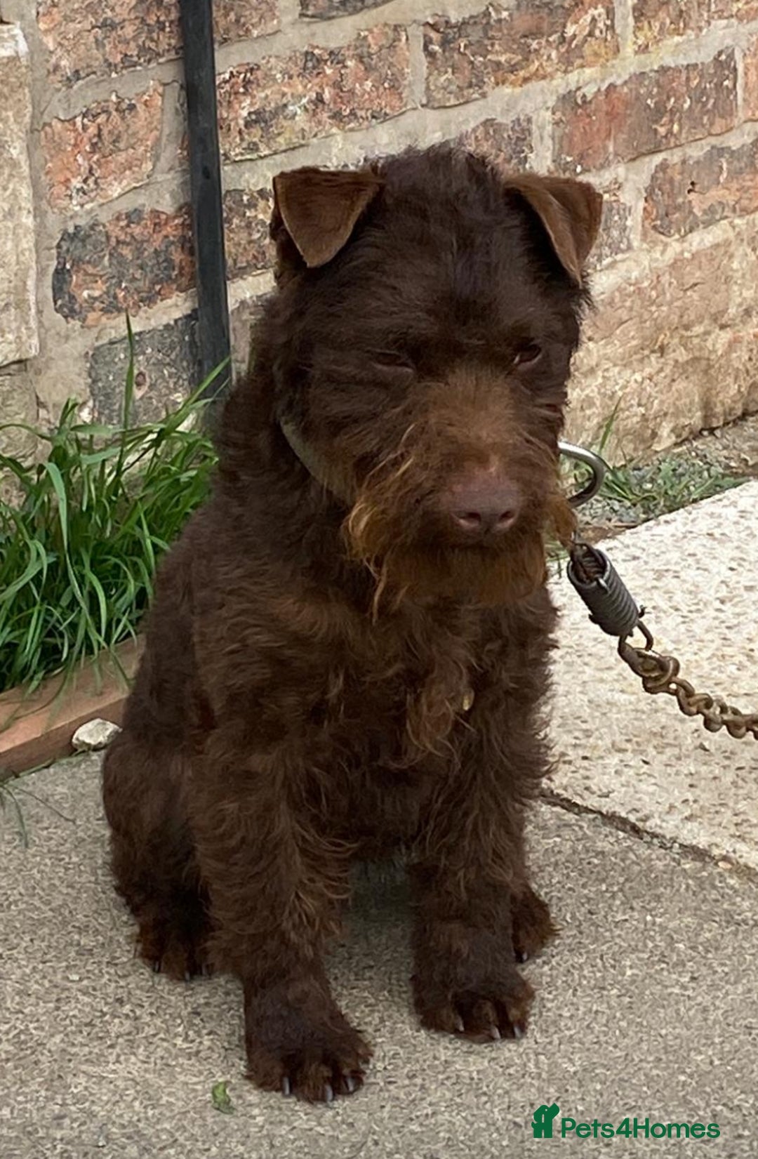 Patterdale Terrier dogs for sale: Patterdale terrier puppies - Advert 2