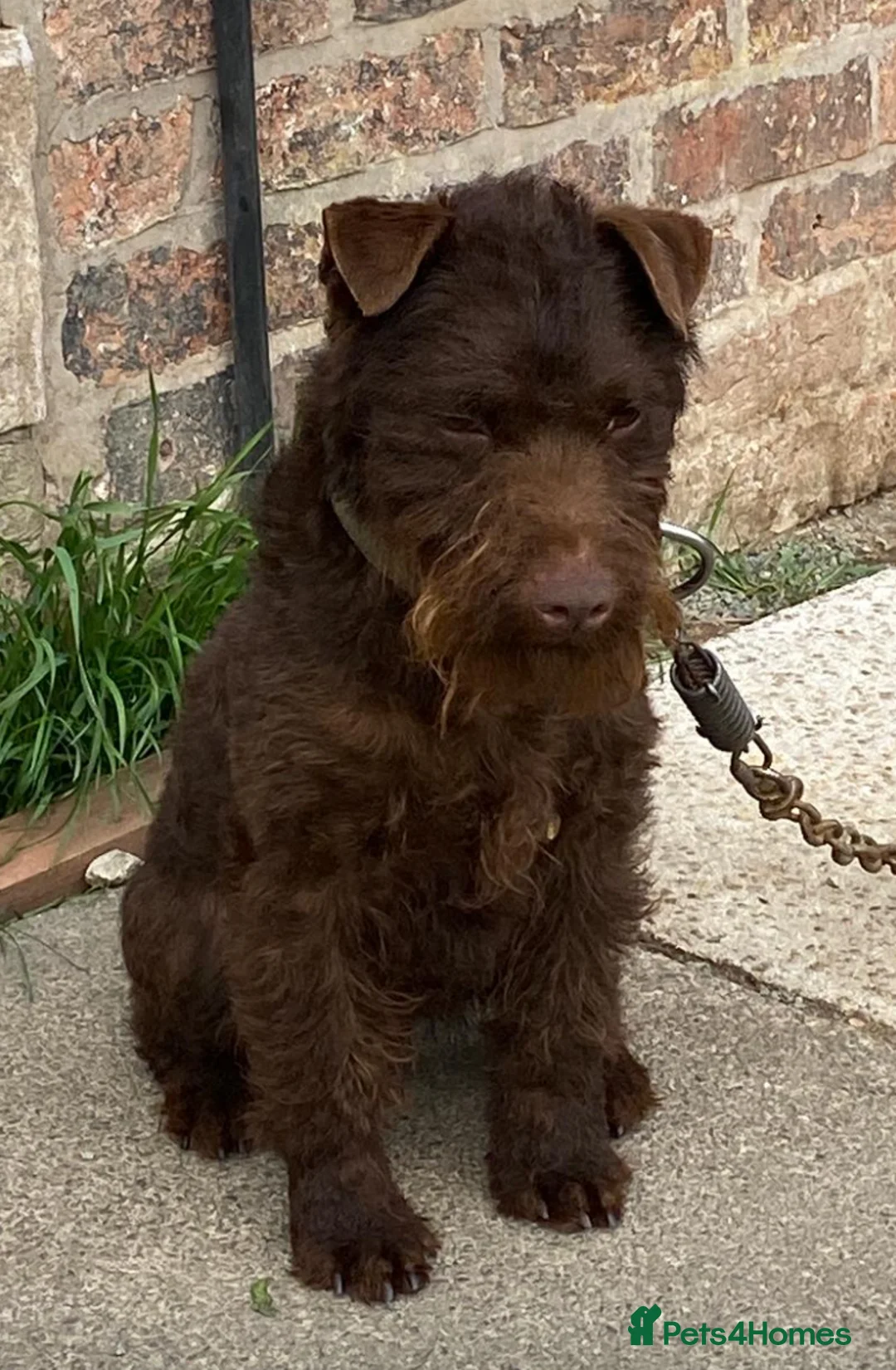 Patterdale Terrier dogs for sale: Patterdale terrier puppies - Advert 2