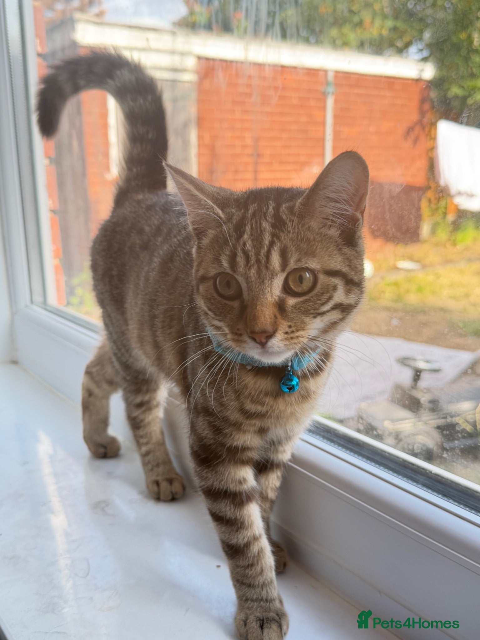 British Shorthair cats 4 month old Male tabby kitten - Advert 1