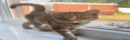 British Shorthair cats for sale: 4 month old Male tabby kitten in Birmingham - Advert 1