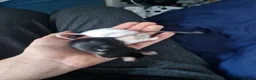 Mouse rodents for sale: 2 mice, one black, one white. 6m old - Advert 3