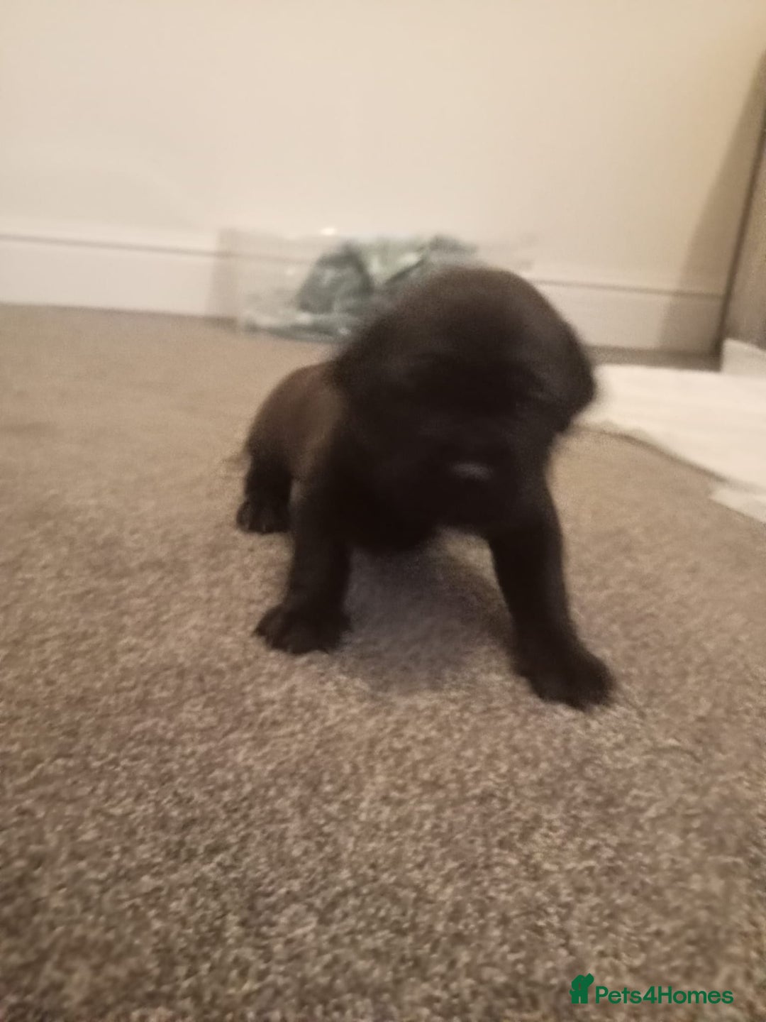 Mixed Breed dogs for sale: American pocket Corso - Image 11