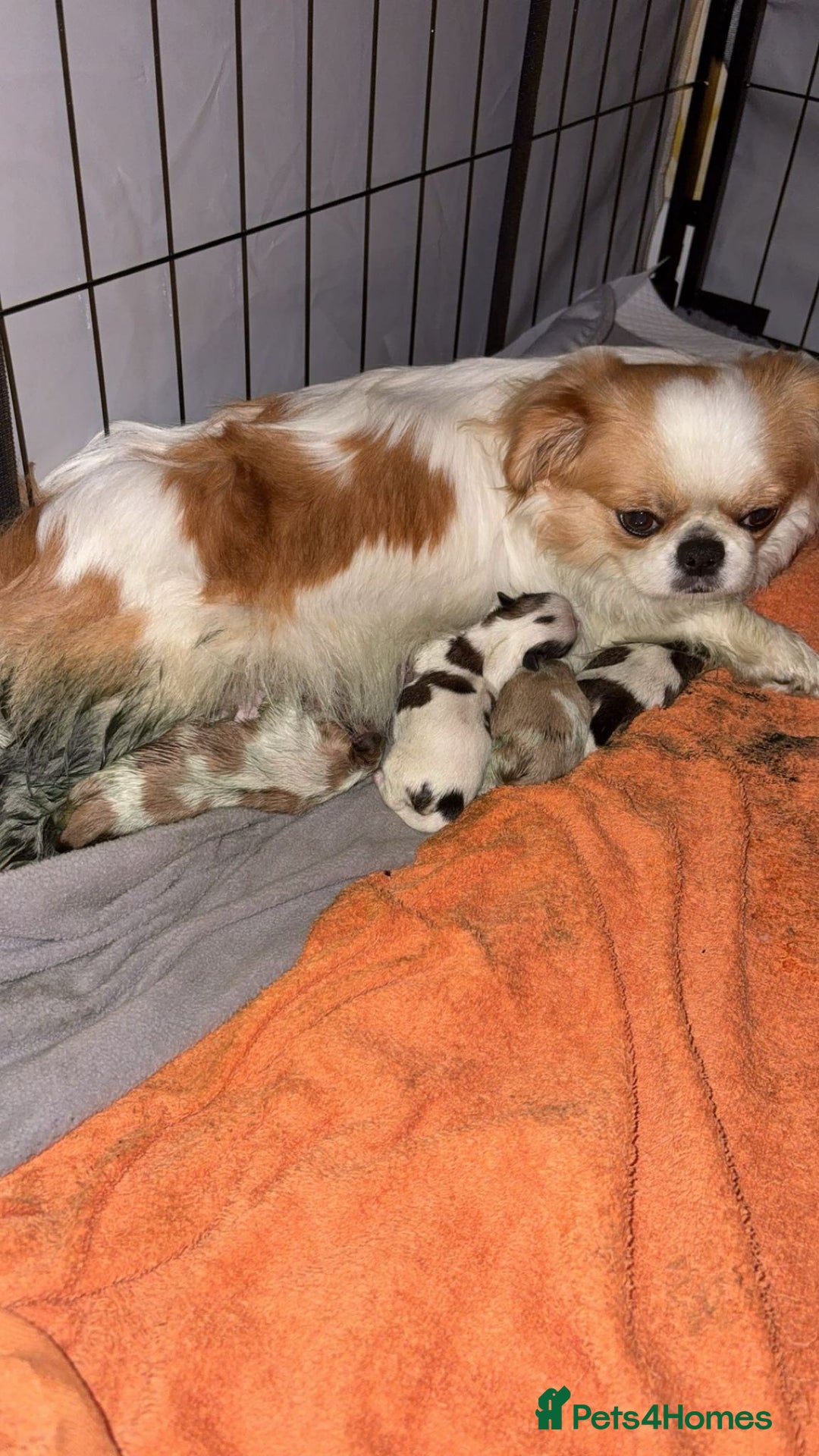 Mixed Breed dogs for sale: 4 beautiful little puppies chihuahua/shih tzu X - Advert 6