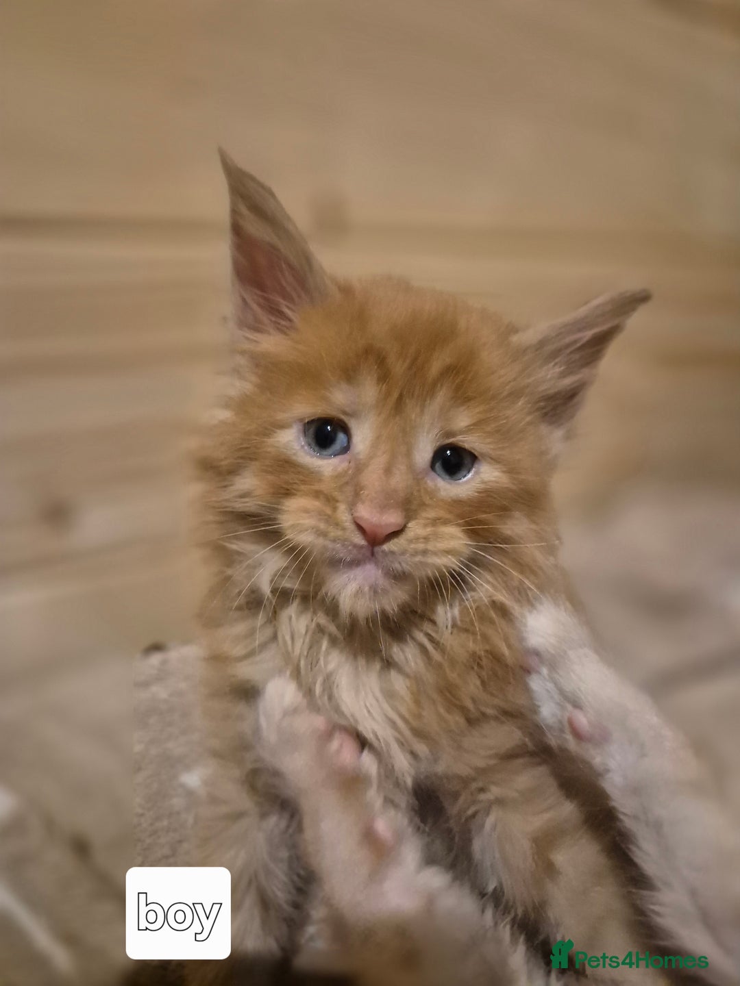 Maine Coon cats for sale: Mein Con - Advert 1