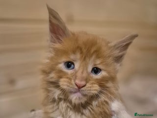 Maine Coon cats Mein Con - Advert 6