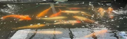 Koi Carp fish for sale: Mixed koi in Maidstone - Advert 2