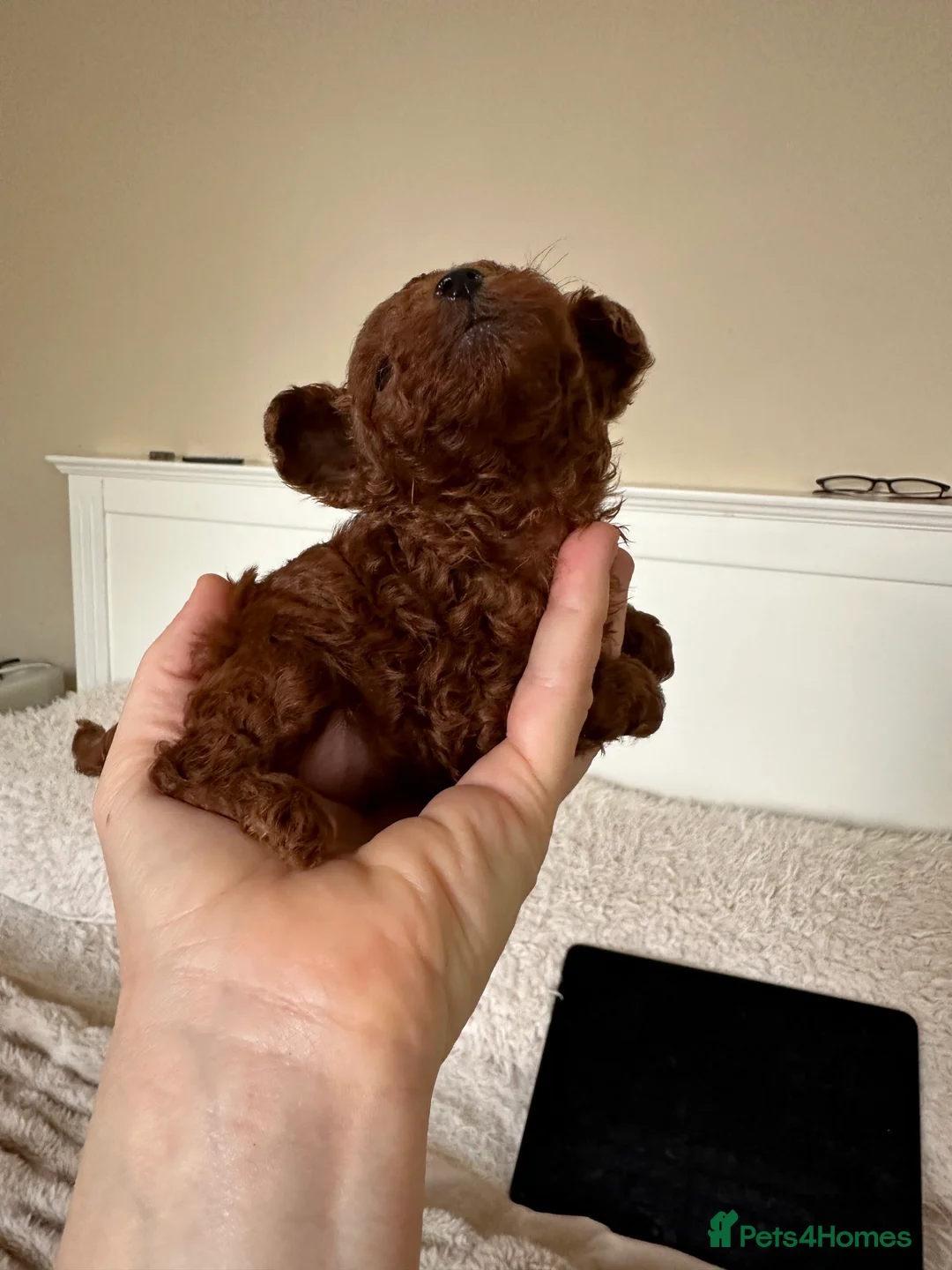Toy Poodle dogs for stud: Stunning true to type Asian toy poodle in Lanark - Advert 16