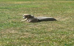 Italian Greyhound dogs for sale: Italian greyhound puppy’s  - Image 11