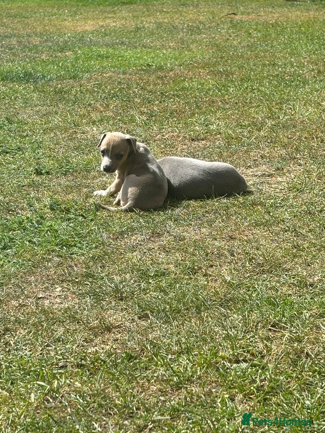 Italian Greyhound dogs for sale: Italian greyhound puppy’s  - Image 11