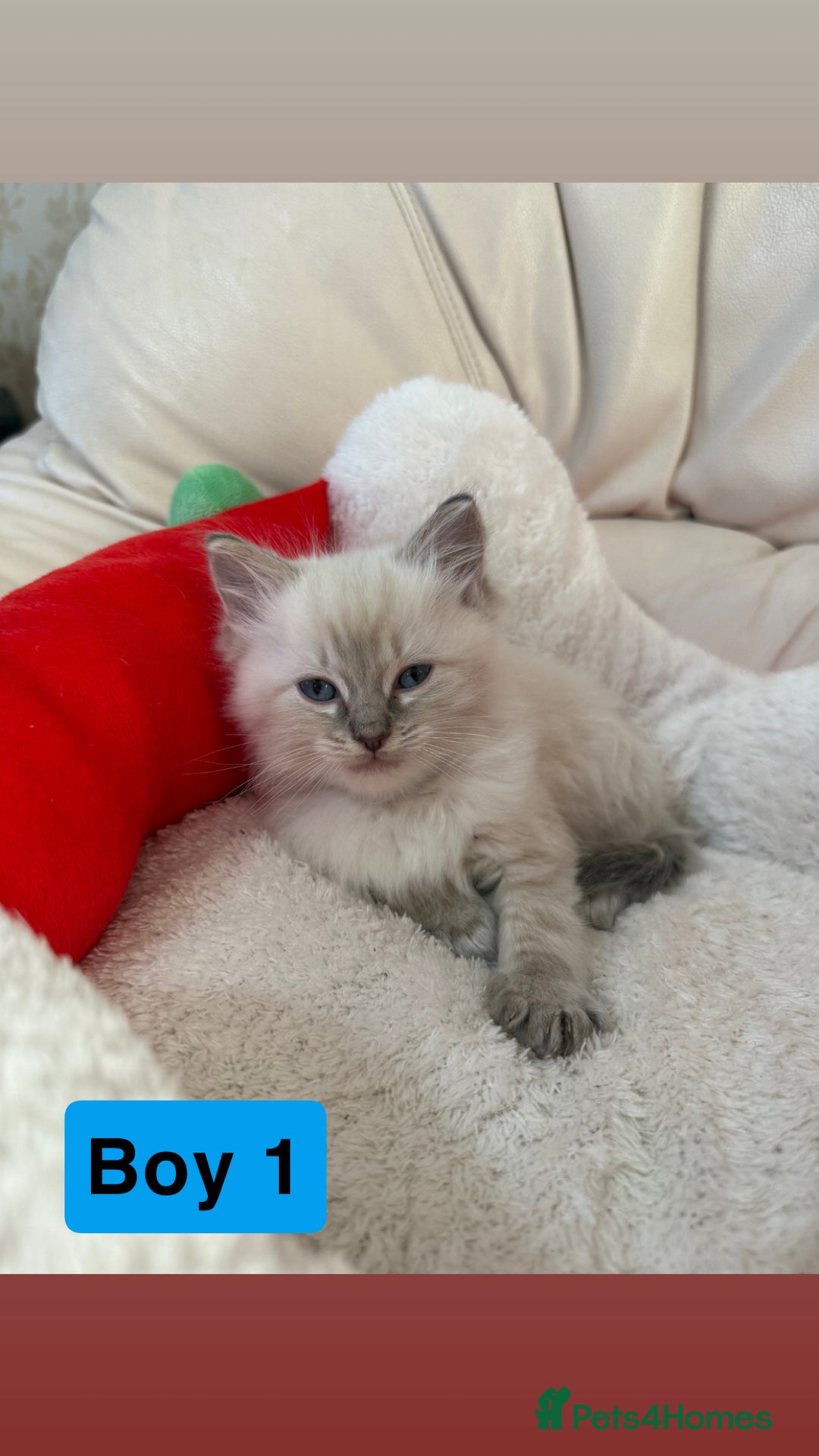 Ragdoll cats for sale: Stunning litter of ragdoll kittens  - Advert 20