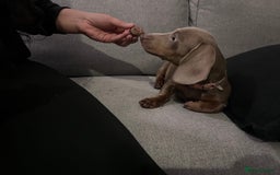 Miniature Dachshund dogs for sale: 8 month miniature dachshund for sale - Image 13