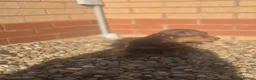 Dachshund dogs for sale: Chocolate & Tan Miniature Dachshund plus more - Advert 21
