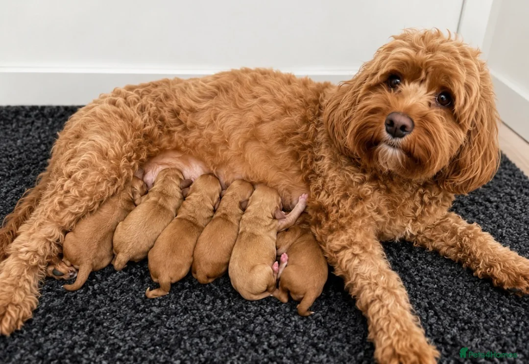 Cockapoo dogs for sale: 🐶✨ 8 Beautiful F1 Cockapoo Puppies ✨🐶  - Advert 2