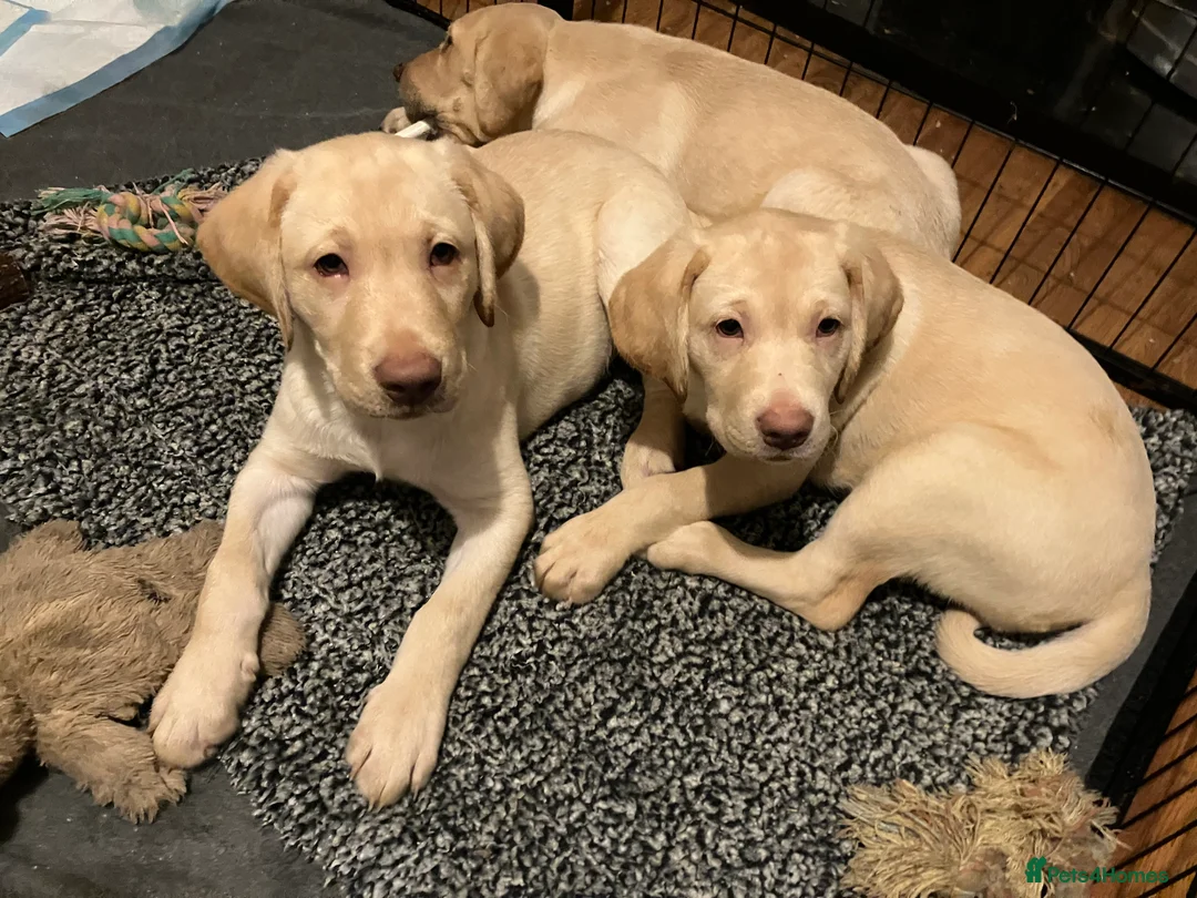 Labrador Retriever dogs for sale: Gorgeous Labrador puppies for sale. - Advert 1