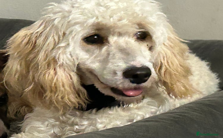 Cockapoo dogs - Advert 1